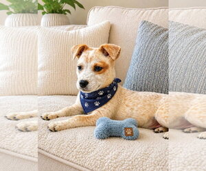 Medium Photo #1 Mutt Puppy For Sale in Euless, TX, USA