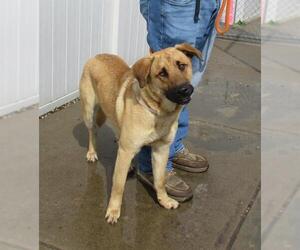German Shepherd Dog-Unknown Mix Dogs for adoption in Louisville, KY, USA