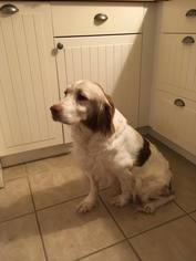 Brittany Dogs for adoption in Bedford, VA, USA
