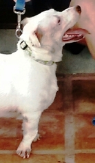 Pembroke Welsh Corgi-Unknown Mix Dogs for adoption in DeLand, FL, USA