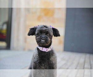 Shih Tzu-Unknown Mix Dogs for adoption in Sandy, UT, USA