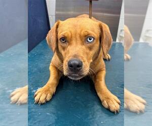 Labrador Retriever-Unknown Mix Dogs for adoption in Mobile, AL, USA