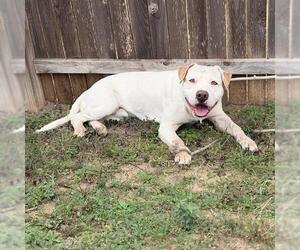 American Staffordshire Terrier-Unknown Mix Dogs for adoption in San Antonio, TX, USA