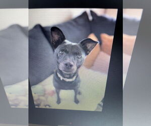 Labrachow Dogs for adoption in Stratham, NH, USA