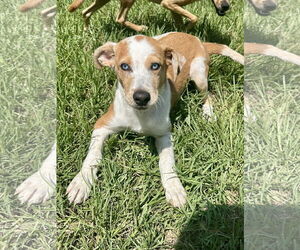 Pembroke Welsh Corgi-Unknown Mix Dogs for adoption in Eastman, GA, USA