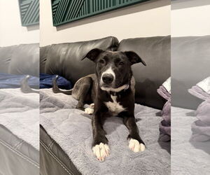 Medium Photo #1 Border Collie-Unknown Mix Puppy For Sale in Duluth, MN, USA