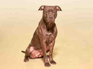 Medium Photo #1 American Pit Bull Terrier Puppy For Sale in Vero Beach, FL, USA