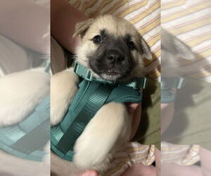 Anatolian Shepherd-Unknown Mix Dogs for adoption in OKLAHOMA CITY, OK, USA