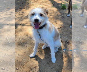 Mutt Dogs for adoption in Menifee, CA, USA
