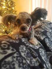 Poodle (Miniature) Dogs for adoption in Sylmar, CA, USA