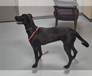 Labrador Retriever Dogs for adoption in St. Cloud, FL, USA