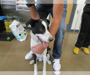 Border Collie Dogs for adoption in Temple, TX, USA