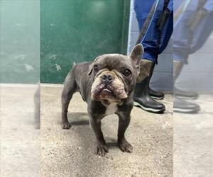 French Bulldog Dogs for adoption in Woodland, CA, USA