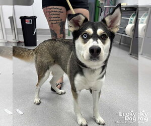 Siberian Husky-Unknown Mix Dogs for adoption in Washington, DC, USA