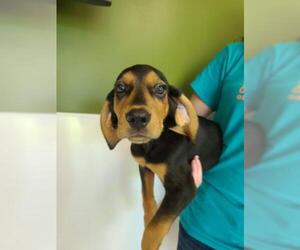 Black and Tan Coonhound Dogs for adoption in Oskaloosa, IA, USA