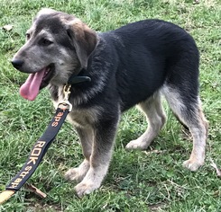 Shepradors Dogs for adoption in Zanesville, OH, USA