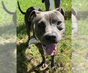 American Pit Bull Terrier-Unknown Mix Dogs for adoption in Tulsa, OK, USA