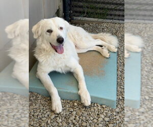 Great Pyrenees-Unknown Mix Dogs for adoption in Santa Cruz, CA, USA