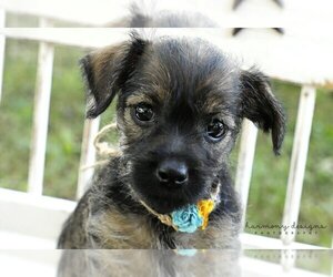 Border Terrier Dogs for adoption in Nashville, TN, USA