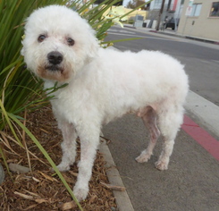 Poochon Dogs for adoption in Los Angeles, CA, USA