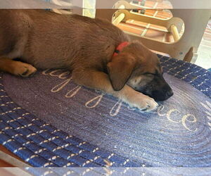 German Shepherd Dog-Retriever Mix Dogs for adoption in Mechanicsburg, PA, USA