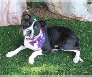 Border Collie-Unknown Mix Dogs for adoption in Oklahoma City, OK, USA