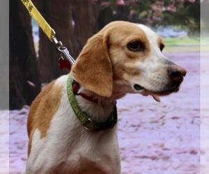 Medium Photo #1 Beagle-English Foxhound Mix Puppy For Sale in Washington, DC, USA