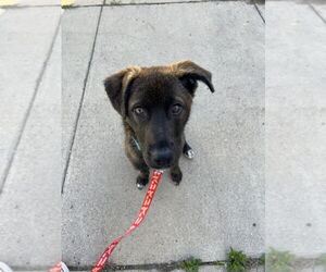 Labrador Retriever-Unknown Mix Dogs for adoption in Plymouth, MN, USA