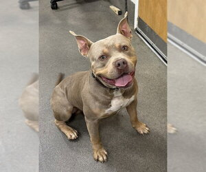 Mutt Dogs for adoption in Forestville, MD, USA
