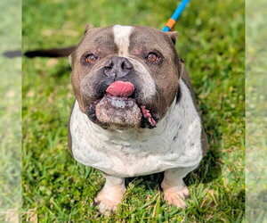 American Bulldog Dogs for adoption in Fort Lauderdale, FL, USA