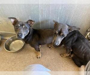 Chiweenie Dogs for adoption in Kewanee, IL, USA