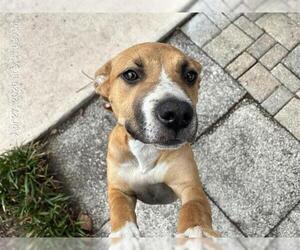 Black Mouth Cur Dogs for adoption in Ocala, FL, USA