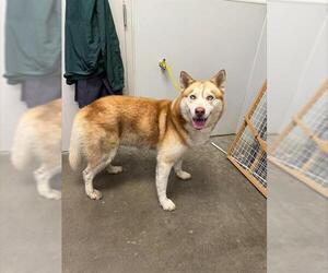 - Mix Dogs for adoption in Rosenberg, TX, USA