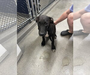 Labrador Retriever-Unknown Mix Dogs for adoption in Sterling, MA, USA