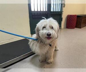 Havanese-Unknown Mix Dogs for adoption in Pasadena, CA, USA