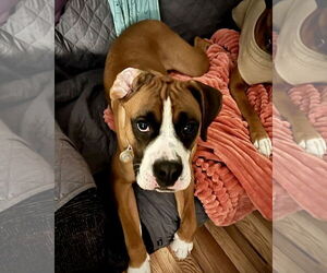 Boxer Dogs for adoption in Dumont, NJ, USA