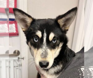 Australian Shepherd-Siberian Husky Mix Dogs for adoption in Bolivar, MO, USA