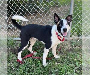 Shollie Dogs for adoption in Modesto, CA, USA