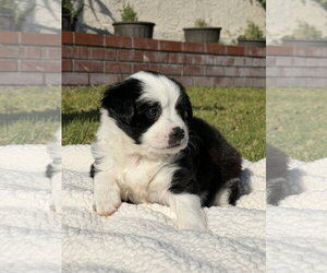 Chi-Poo (Miniature) Dogs for adoption in Lake Elsinore, CA, USA