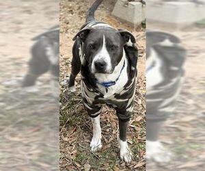 Staffordshire Bull Terrier Dogs for adoption in Houston, TX, USA