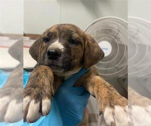 American Pit Bull Terrier-Unknown Mix Dogs for adoption in Bakersfield, CA, USA
