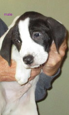 Small Basset Hound Mix