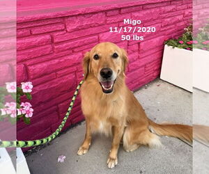 Golden Retriever Dogs for adoption in West Hollywood, CA, USA
