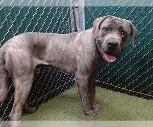 Mutt Dogs for adoption in Downey, CA, USA