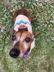 Dachshund Dogs for adoption in Stonyford, RI, USA