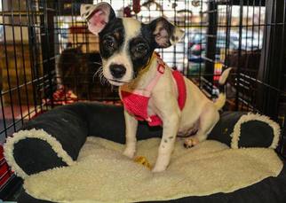 Chiweenie Dogs for adoption in Baltimore, MD, USA
