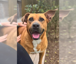 Mutt Dogs for adoption in Hilton Head, SC, USA