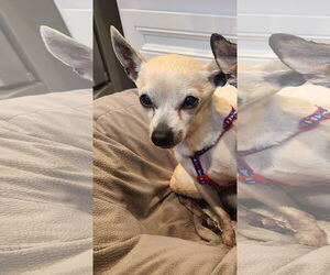 Chihuahua-Unknown Mix Dogs for adoption in Princeton, MN, USA