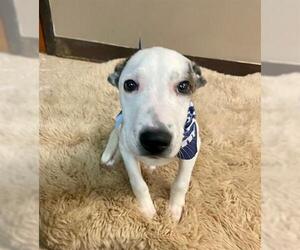 American Pit Bull Terrier-Unknown Mix Dogs for adoption in Tulsa, OK, USA