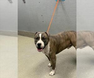 American Pit Bull Terrier-Unknown Mix Dogs for adoption in Las Vegas, NV, USA